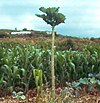 Tree cabbage.jpg