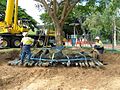 Large tree transplant Townsville, Australia