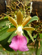 Trichocentrum albococcineum