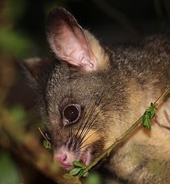 Common brushtail possum (Trichosurus vulpecula), Mentone, Victoria, Australia