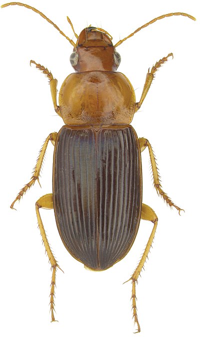 Trichotichnus