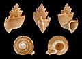 * Nomination Shell of an Antique Nutmeg, Trigonostoma antiquatum --Llez 04:55, 26 September 2013 (UTC) * Promotion  Support --Iifar 07:56, 26 September 2013 (UTC)