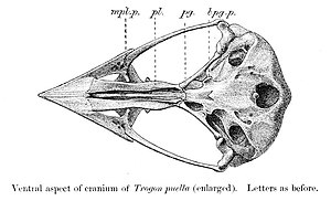 Trogonidae: Distribución y hábitat, Morfología y vuelo, Comportamiento