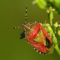 Een rood gekleurd exemplaar