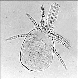 Trombicula-mite-larva-with stylostome-2.jpg