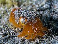 Tropical bottletail squid (Sepiadarium kochii) (41611926980).jpg