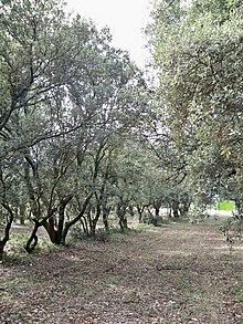 Truffe (champignon) — Wikipédia