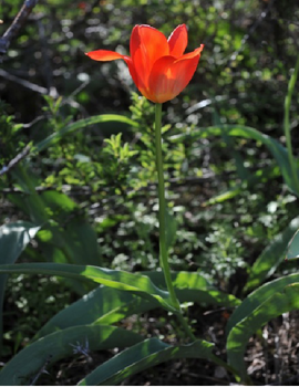 Tulipa ivasczenkoae.png