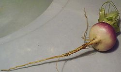 Turnip.JPG