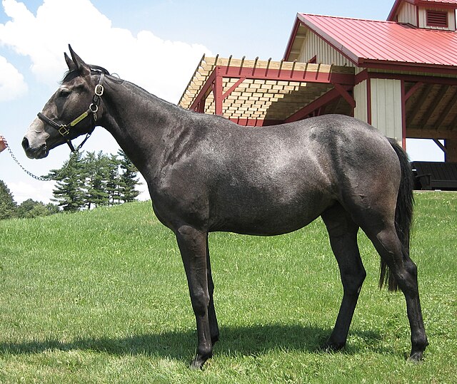 cheval de couleur grise vu de côté.