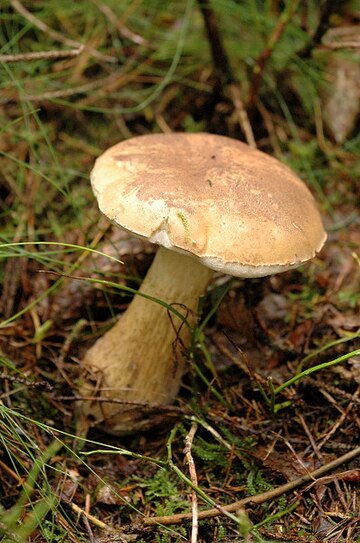 Tylopilus felleus