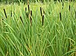 Typha latifolia 02 bgiu.jpg