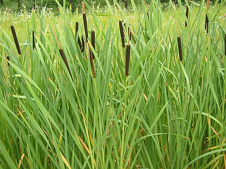 Tập_tin:Typha_latifolia_02_bgiu.jpg