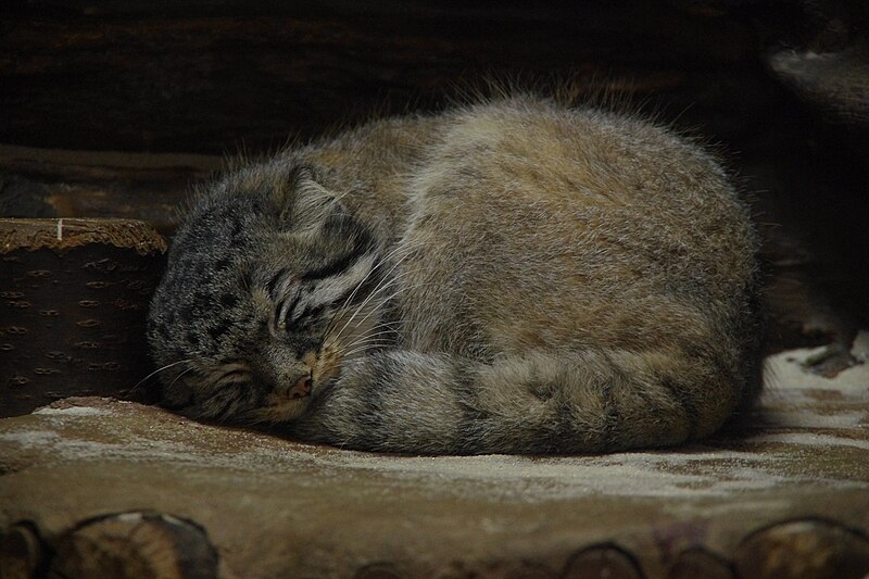 File:Ueno zoo Pallas cat.jpg