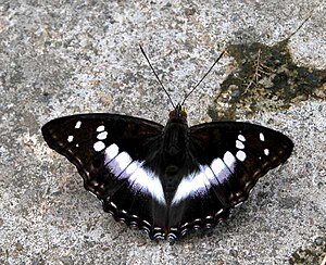 VB 023 Indian Purple Emperor.jpg