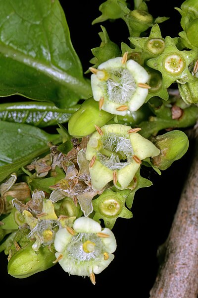 File:Vangueria madagascariensis var. madagascariensis 1DS-II 2245.jpg