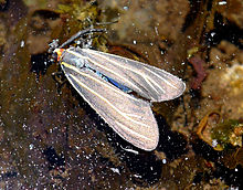 Veined Ctenucha Moth (10459728814).jpg