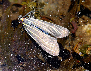 <i>Ctenucha venosa</i> Species of moth