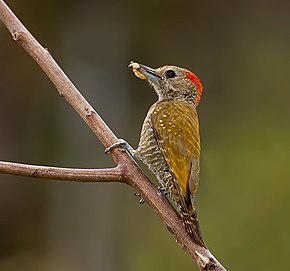 Resmin açıklaması Veniliornis passerinus.jpg.