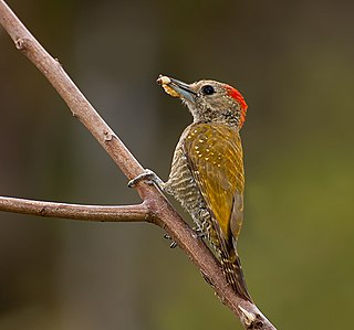 <span class="mw-page-title-main">Little woodpecker</span> Species of bird