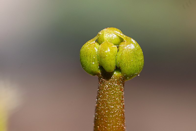 File:Venus flytrap flower bud.jpg