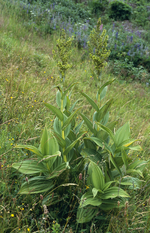 Miniatura para Melanthiaceae