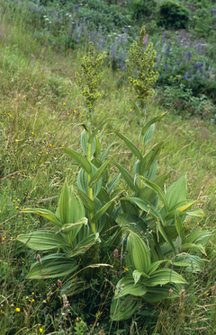 Lobelio čemerys (Veratrum lobelianum)