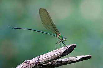 Vestalis gracilis,Clear-winged Forest Glory Vestalis gracilis,Clear-winged Forest Glory.jpg