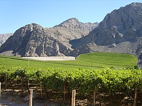 Viñedos en el camino hacia Los Loros - panoramio.jpg