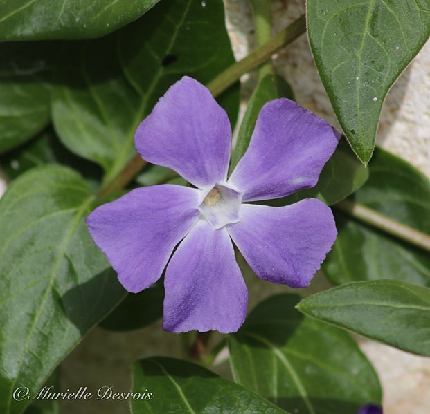 File:Vinca major 118268426.jpg