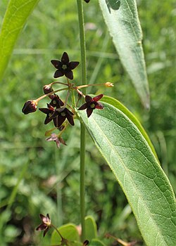 Vincetoxicum scandens