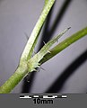 Stipule of a cauline leaf