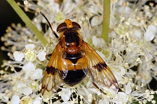 <i>Volucella inflata</i> Species of fly