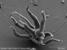 A sample of the Volyn biota with multiple filaments with claw-like ends growing from a common center Volyn biota - Franz et al., 2023, fig. 3j.png