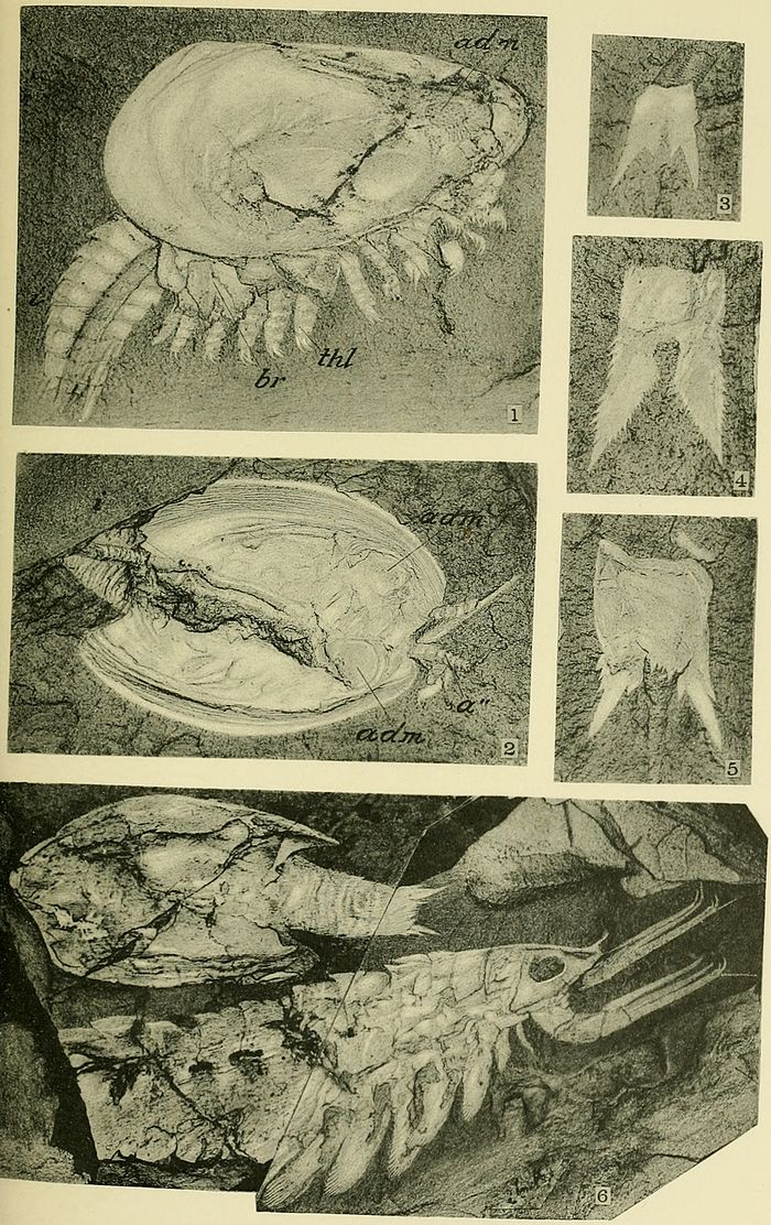 Walcott Cambrian Geology and Paleontology II plate 31.jpg