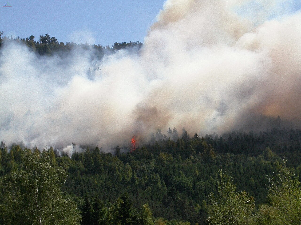 Doch es könnte große Chance für den Umbau von Forst zu Wald sein In den Flammen sind dicken Matten an