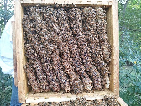 Combs in a Warré hive