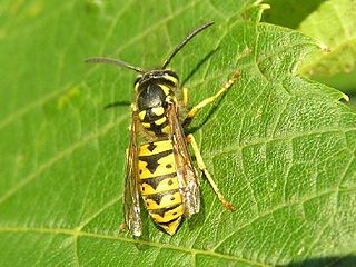 <i>Paravespula</i> subgenus of insects