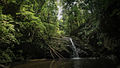 Image 32Grande Riviere, in a moist forest region (from Biota of Trinidad and Tobago)