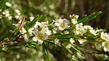 Weinende Baeckea-Blüten (11878114085) .jpg