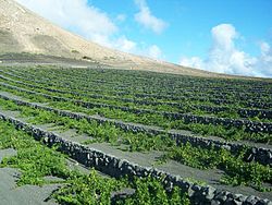 Weinbau op Lanzarote.jpg