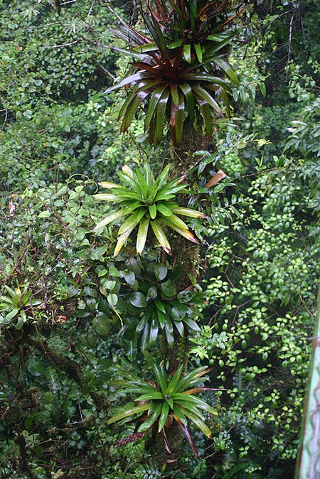 Werauhia-spp.jpg