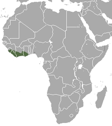 Batı Afrika Cüce Kır faresi alanı.png