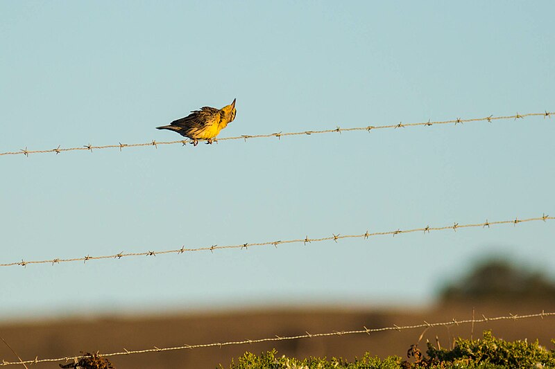 File:Western meadowlark (38472520831).jpg