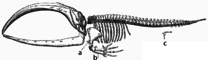 Medicina diagramo prezentante la skeleton de Grenlandbaleno