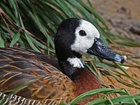 Duck, White-faced Whistling Dendrocygna viduata