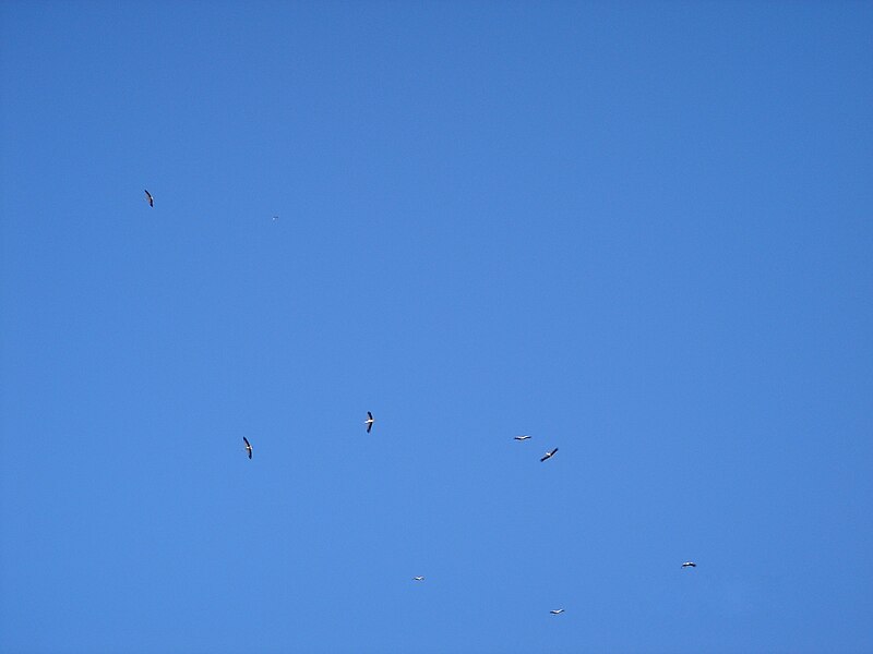 File:White Storks Migrating Northwards Over Bental Mountain DSC00688.JPG