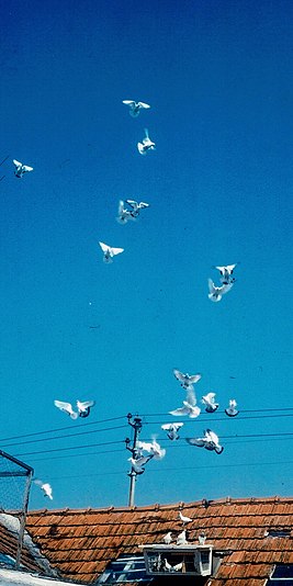 Viennese high flier by Alfred Baldia approaching the high-flying pigeon loft (photo 1984)