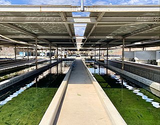 <span class="mw-page-title-main">Willow Beach National Fish Hatchery</span> Fish hatchery in Arizona