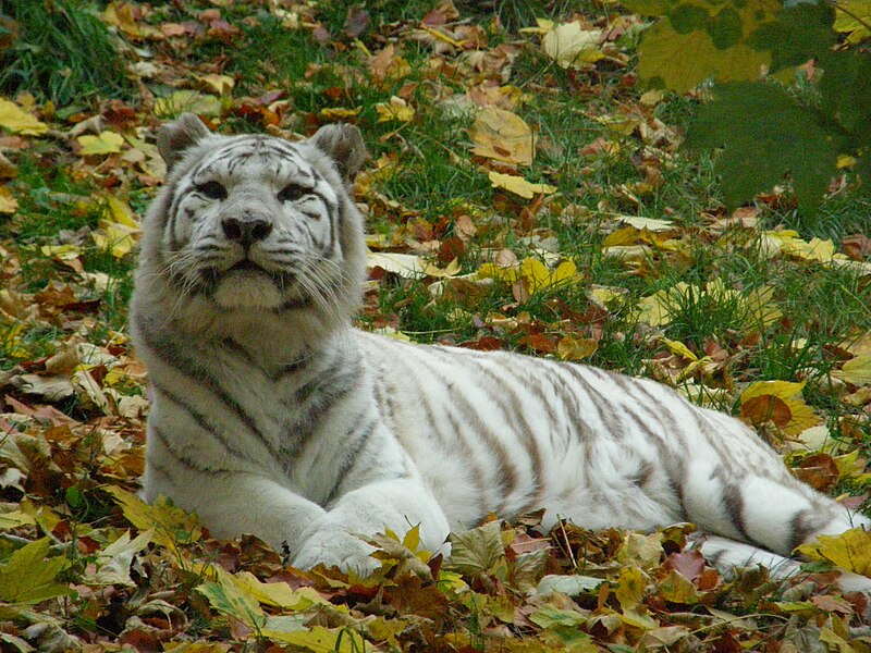 File:Witte tijger.jpg